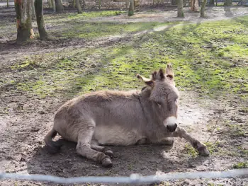 Lens Polder Petting zoo in Newport (Belgium)